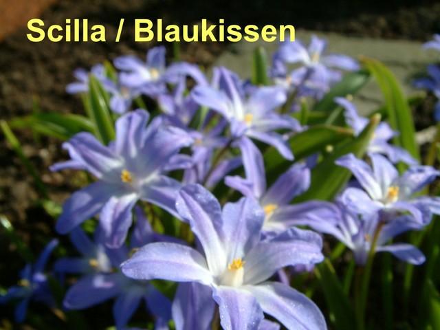 blaue Blumen.jpg.jpg